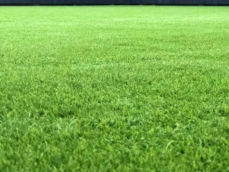 real grass in three weeks